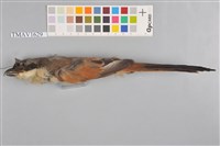 藏品(棕背伯勞)的圖片